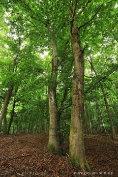 Buchenwald auf dem Kermeter, Nationalpark Eifel