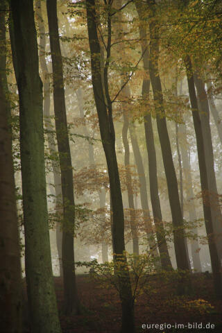 Buchenwald im Herbst