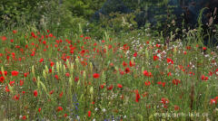 Bunte Wiesenblumen am Rand eines Parkplatzes