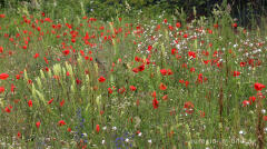 Bunte Wiesenblumen am Rand eines Parkplatzes