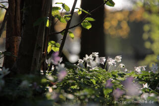 Buschwindröschen, Anemone nemorosa, Cranenweyer bei Kerkrade