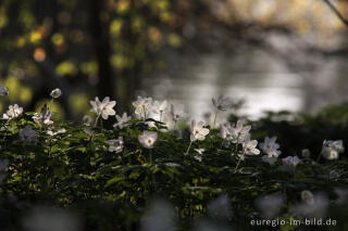 Buschwindröschen, Anemone nemorosa, Cranenweyer bei Kerkrade