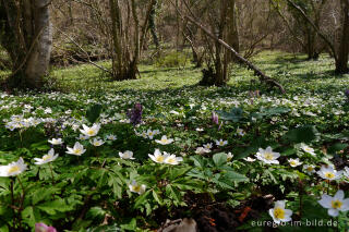 Buschwindröschen, Anemone nemorosa, in der Nähe von Elsloo, NL