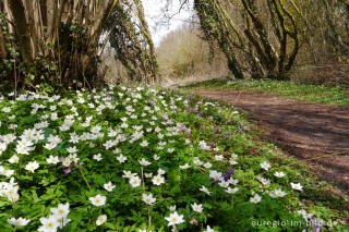 Buschwindröschen, Anemone nemorosa, in der Nähe von Elsloo, NL