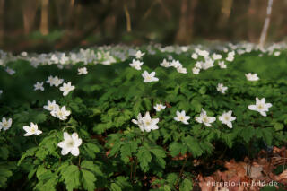 Buschwindröschen, Anemone nemorosa, Park Gravenrode