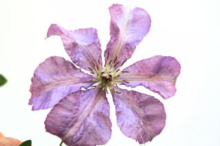 Clematis "Hagley Hybrid"