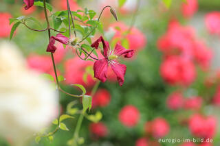 Clematis viticella, Mme. Julia Correvon