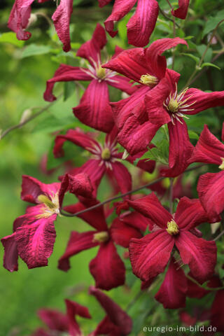 Clematis viticella, Mme. Julia Correvon