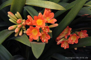 Clivia minimata als Wintergartenpflanze