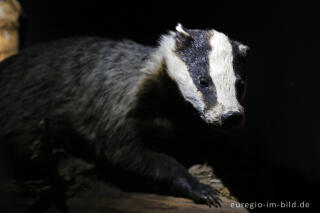 Dachs in der Ausstellung "Waldgeheimnisse" im Nationalparktor Heimbach