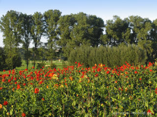 Dahlien auf einem Blumenfeld, Soers bei Aachen