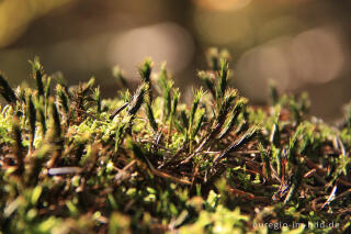 Das Goldene Frauenhaarmoos, Polytrichum commune, bei trockenem Wetter