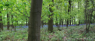 Das Hasenglöckchen - im "Wald der blauen Blumen" bei Doveren