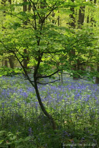 Das Hasenglöckchen - im "Wald der blauen Blumen" bei Doveren