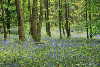 Das Hasenglöckchen - im "Wald der blauen Blumen" bei Doveren