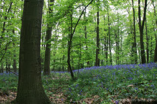 Das Hasenglöckchen - im "Wald der blauen Blumen" bei Doveren