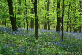 Das Hasenglöckchen - im "Wald der blauen Blumen" bei Doveren