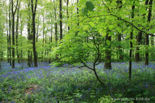 Das Hasenglöckchen - im "Wald der blauen Blumen" bei Doveren