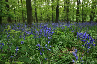 Das Hasenglöckchen - im "Wald der blauen Blumen" bei Doveren