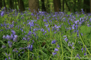 Das Hasenglöckchen - im "Wald der blauen Blumen" bei Doveren