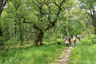 Das Naturmonument Chêne Frédericq / Frédericq-Eiche, Hohes Venn bei Xhoffraix