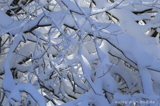 Das nördliche Brackvenn im Winter