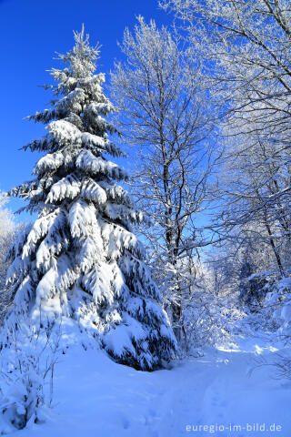 Das nördliche Brackvenn im Winter