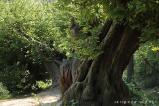 Der "Alte Landgraben"