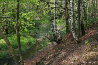 Der Anstelerbeek (Amstelbach) im Hambos bei Kerkrade, NL