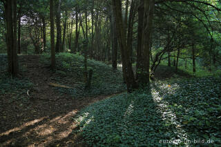 Der Eibenwald auf dem Lousberg in Aachen