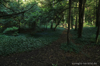 Der Eibenwald auf dem Lousberg in Aachen