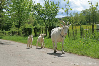 Der Eifelsteig bei Roetgen