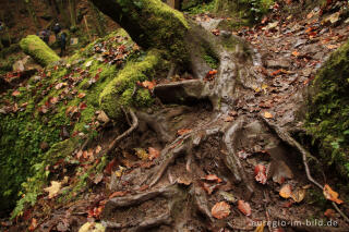 Der Eifelsteig im Butzerbachtal, Südeifel