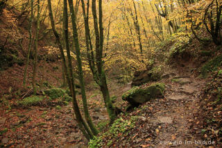 Der Eifelsteig im Butzerbachtal, Südeifel