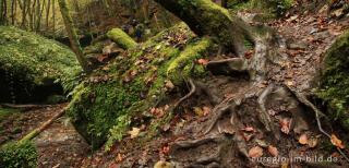 Der Eifelsteig im Butzerbachtal, Südeifel