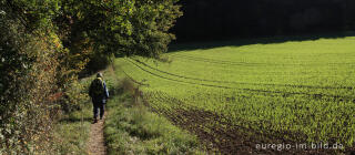 Der Eifelsteig zwischen Manderscheid und Himmerod