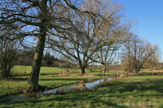 Der Iterbach, westlich von Walheim