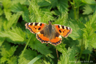 Der Kleine Fuchs, Aglais urticae