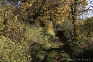 Der Kolmonderbosweg, ein Hohlweg bei Nijswiller