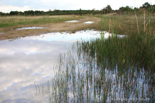 Der Pillenfarn, ein "Zwerg" der Drover Heide