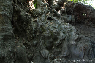 Detail aus einer alten Buche, beim  "Alten Landgraben"