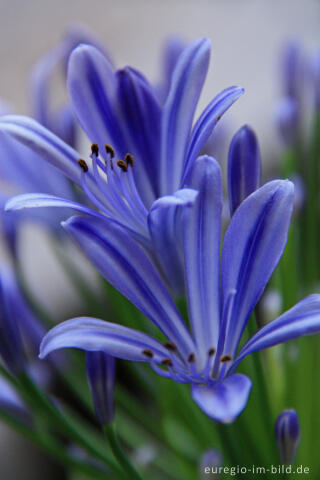 Detail einer Blüte einer immergrünen Schmucklilie, Agapanthus