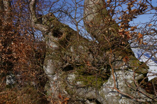 Detail einer Buchenhecke in der Nordeifel