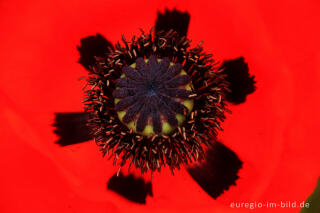 Detailaufnahme desTürkischen Mohns (Papaver orientale)