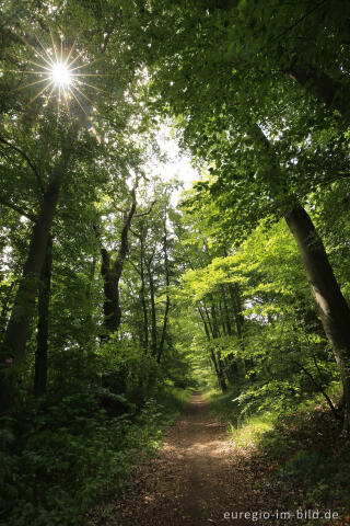 Die Baumallee von Bassenheim zum Karmelenberg