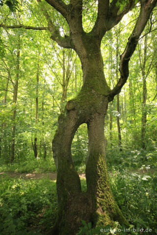 Die Baumallee von Bassenheim zum Karmelenberg