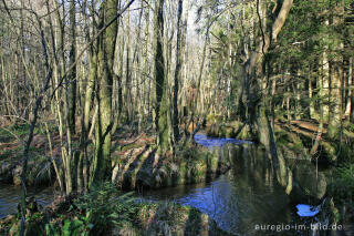 Die Inde im Münsterwald, Nordeifel