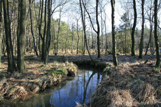 Die Inde im Münsterwald, Nordeifel