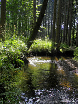 Die Inde im Münsterwald, Nordeifel