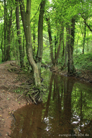 Die Inde im Steinbruchgebiet von Aachen-Walheim